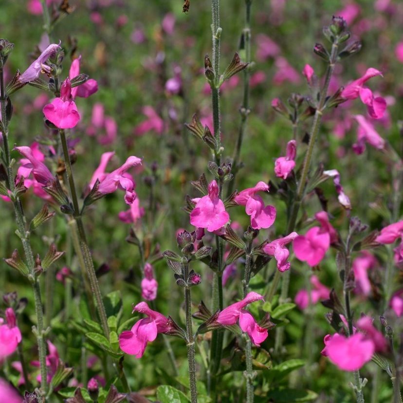 STM - Salvia microph. 'Pink Beauty'