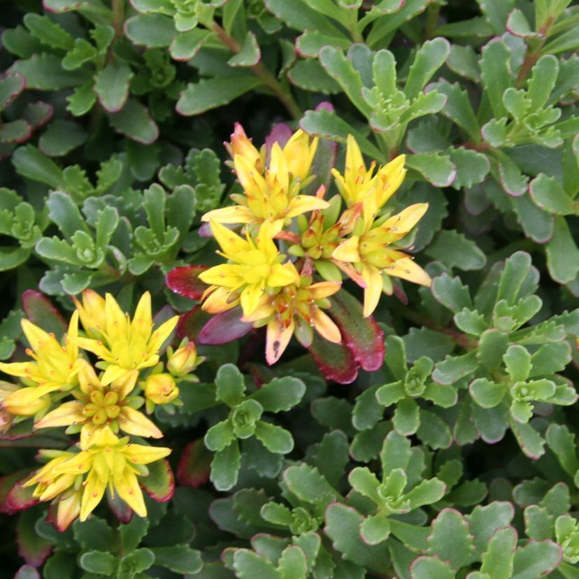 Sedum floriferum 'Weihenstephaner Gold'