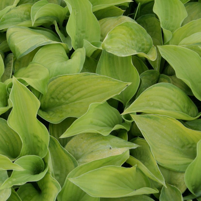 Hosta plantaginea 'Guacamole'