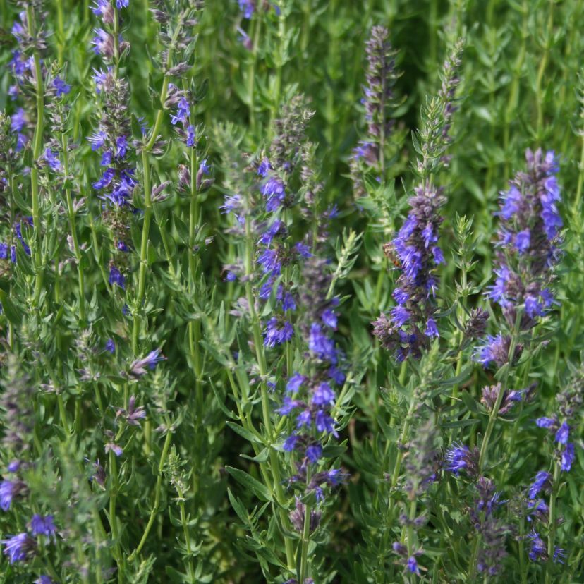 Hyssopus officinalis