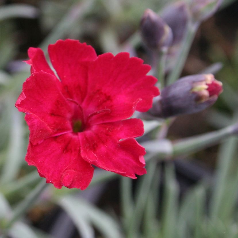 Dianthus grat. 'Rubin'