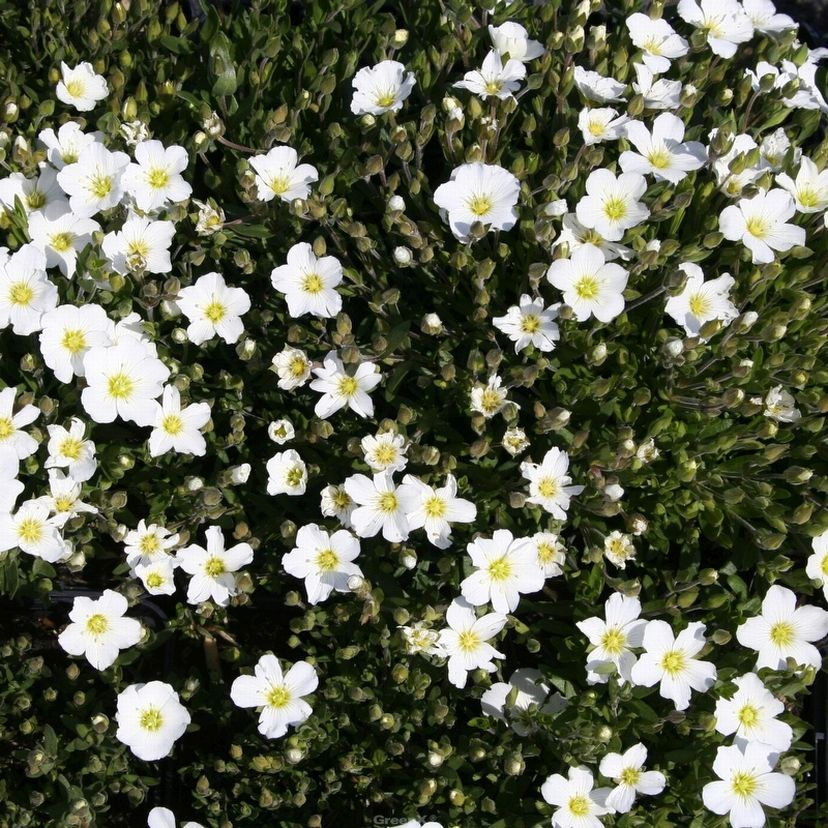 Arenaria montana 'Blizzard'