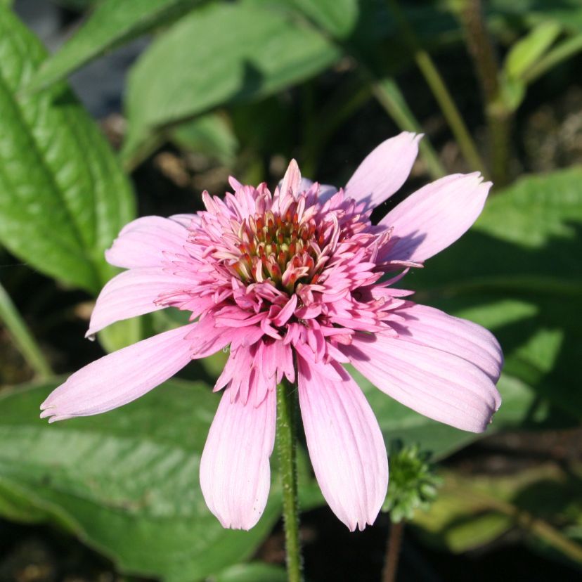 STM - Echinacea purp. 'Pink Sorbet'  -R-