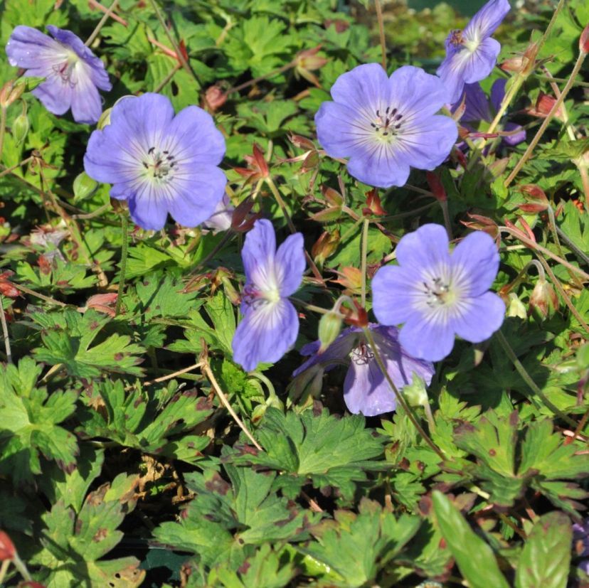 STM - Geranium wallichianum 'Rozanne'  -R-