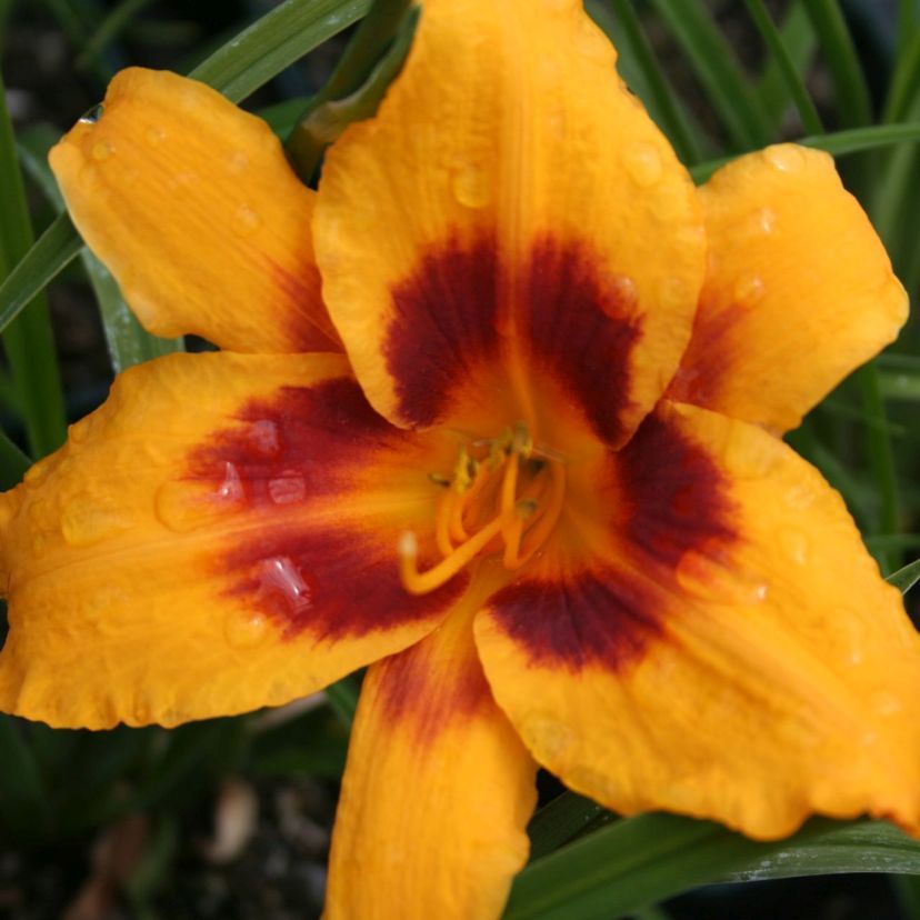 Hemerocallis-Hybride 'Fooled Me'