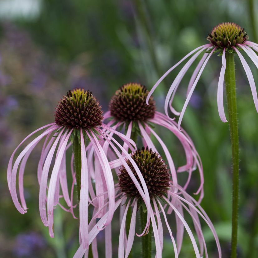 STM - Echinacea pallida 'Hula Dancer'