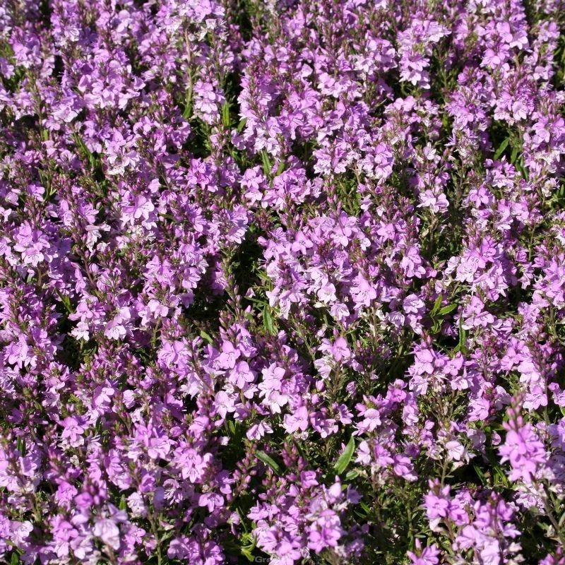 STM - Veronica prostrata 'Mrs.Holt'