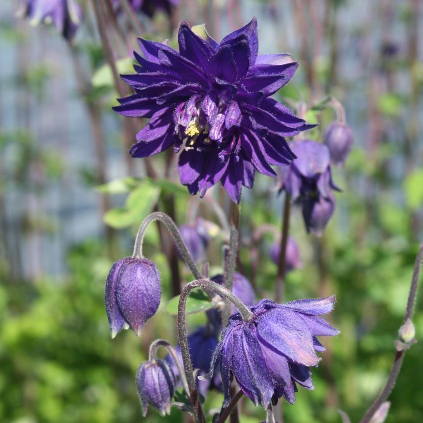 Aquilegia vulgaris 'Blue Barlow'