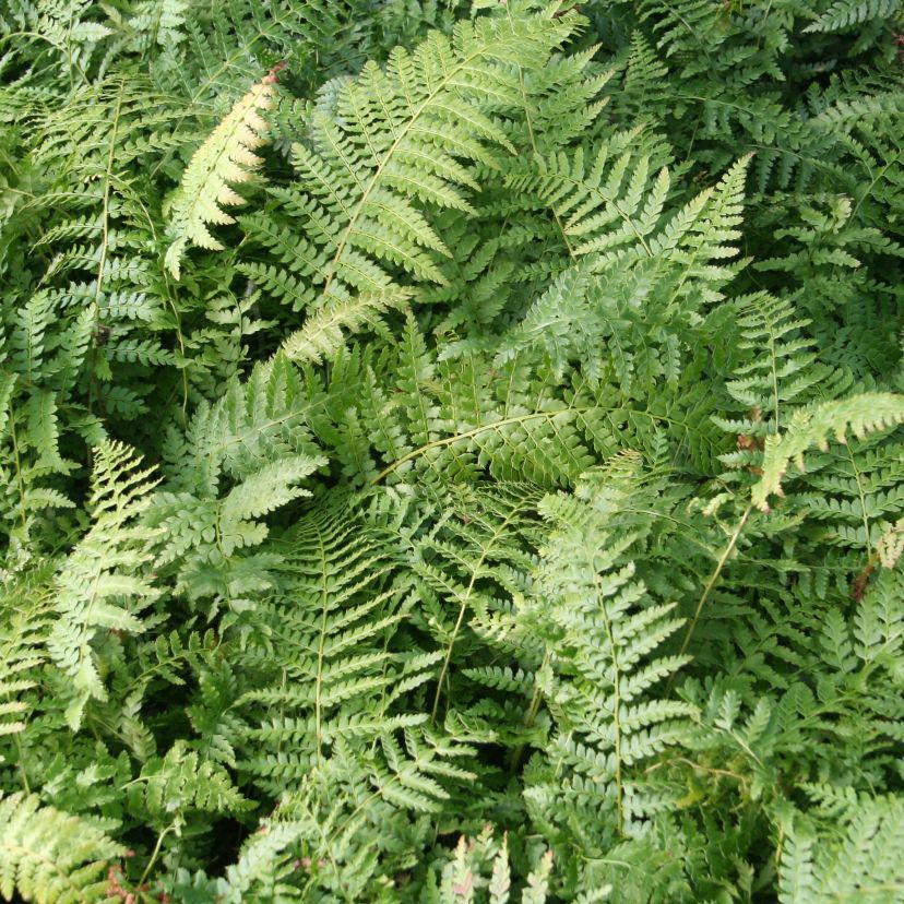 Polystichum set.