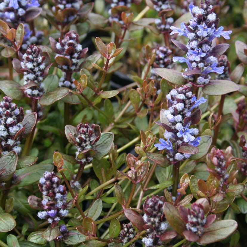 STM - Ajuga reptans 'Mini Mahagony'