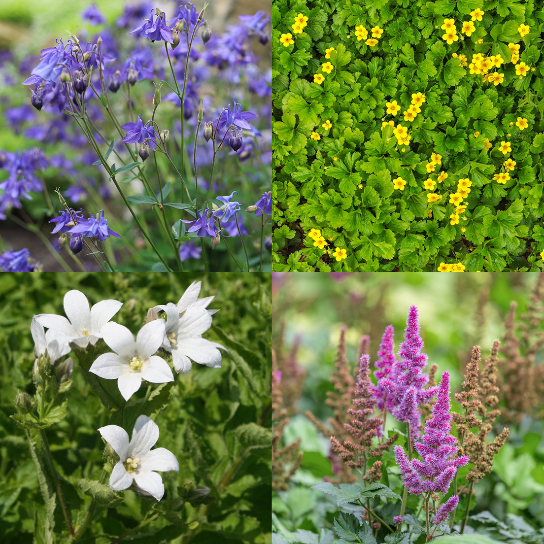 Schnäppchenbox 'Lichtspiel im Halbschatten'