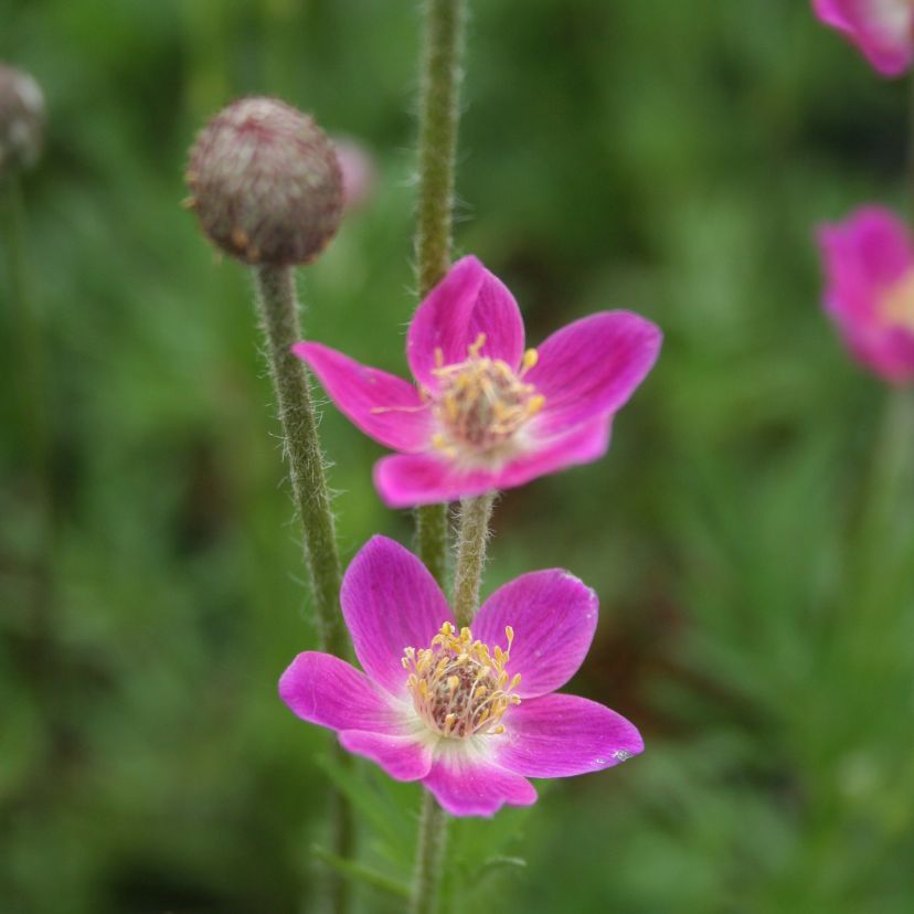 STM - Anemone multifida 'Rubra'