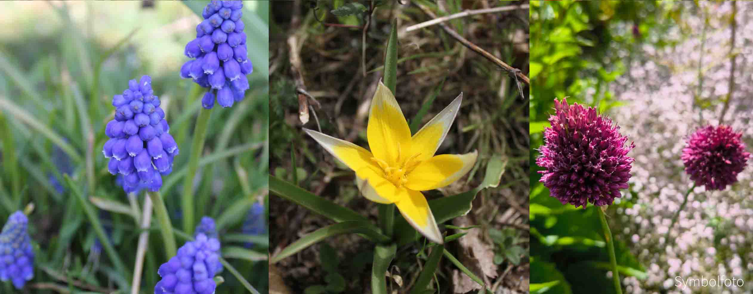 Exotische Blütensteppe -Zwiebel-und Knollenmischung
