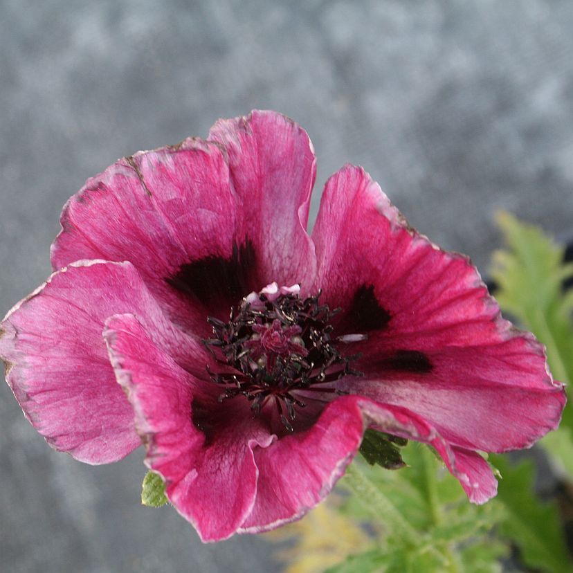 STM - Papaver orient. 'Harlem'  -R-