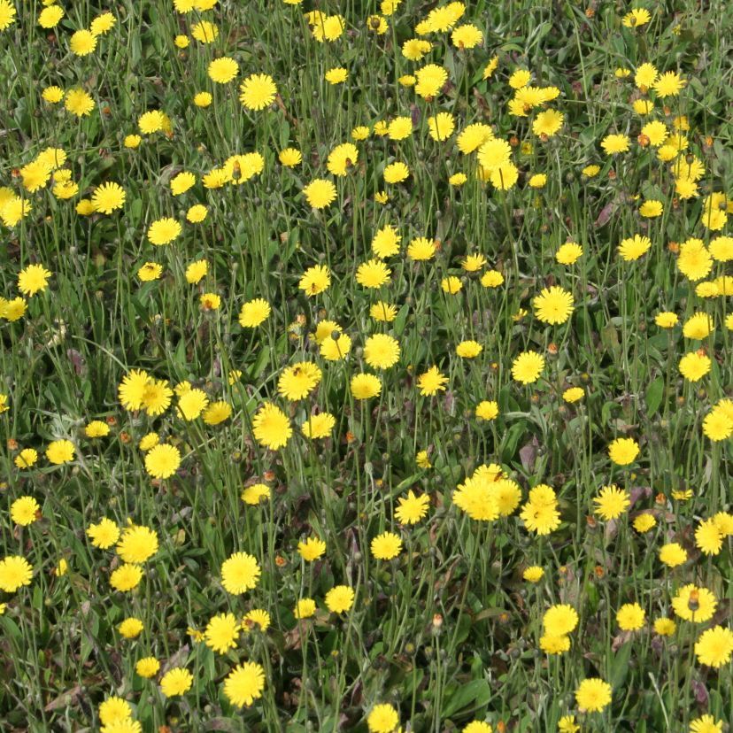 Hieracium pilosella