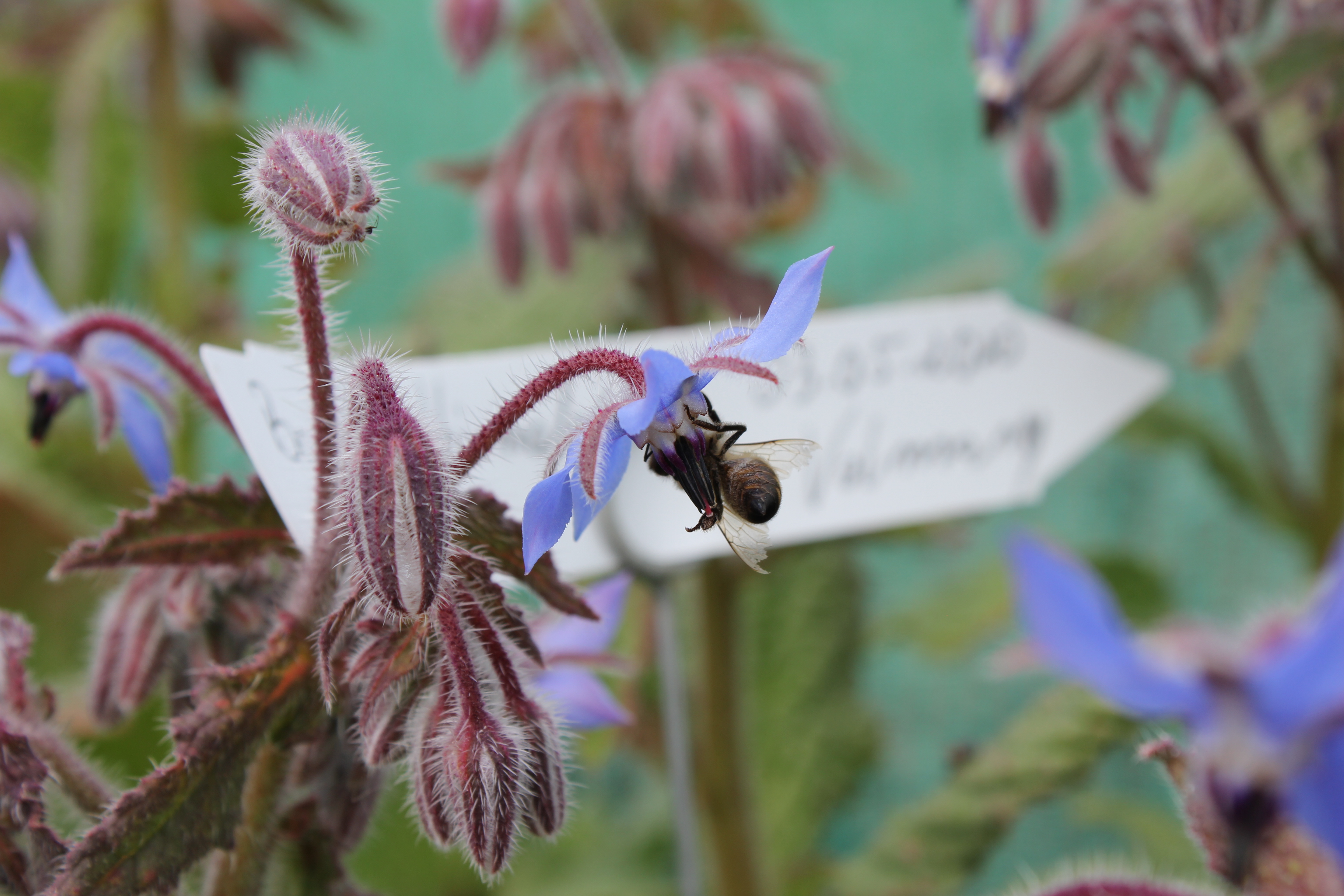 Urban gardening - der Garten erobert die Stadt