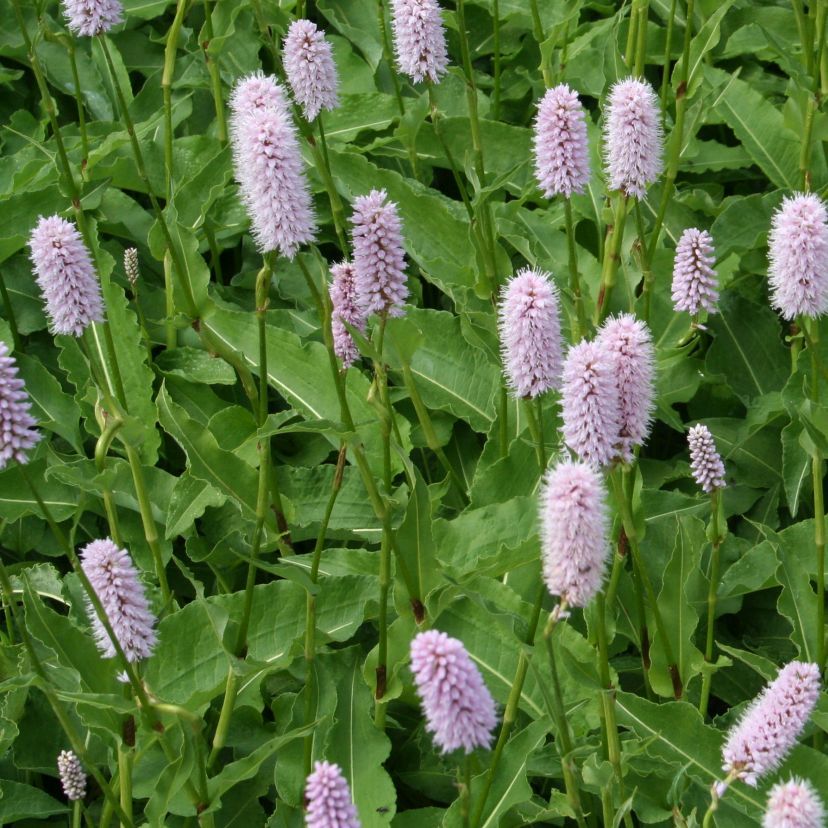 STM - Bistorta officinalis 'Superbum'