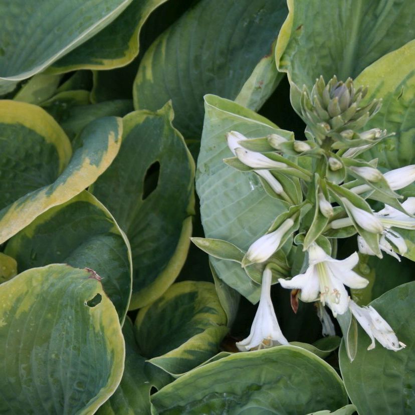 Hosta sieboldiana 'Frances Williams'