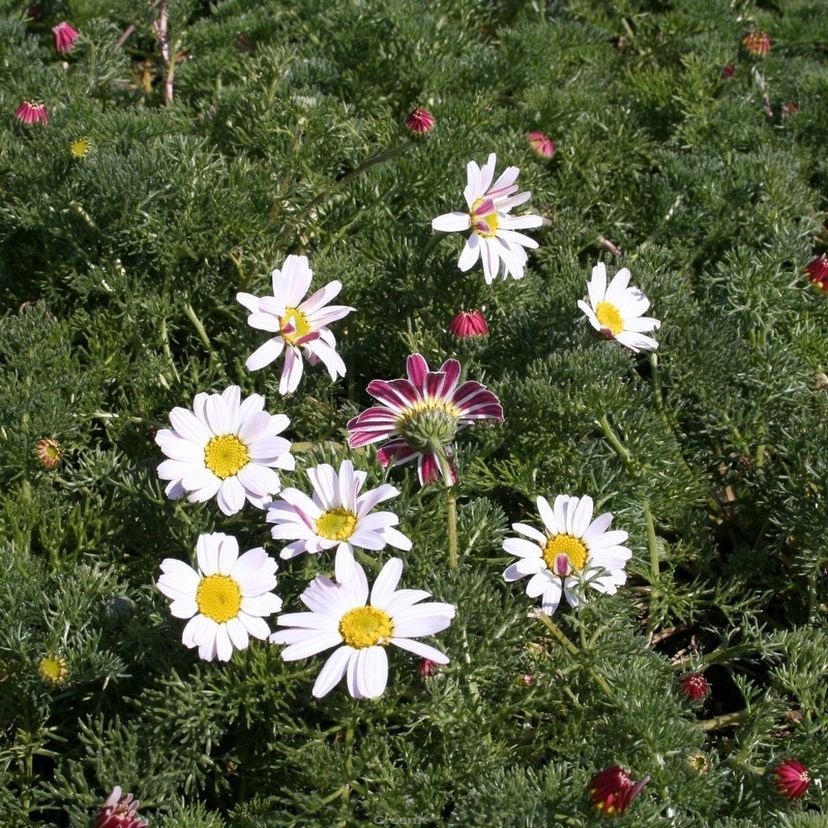 Anacyclus depressus 'Silberkissen'