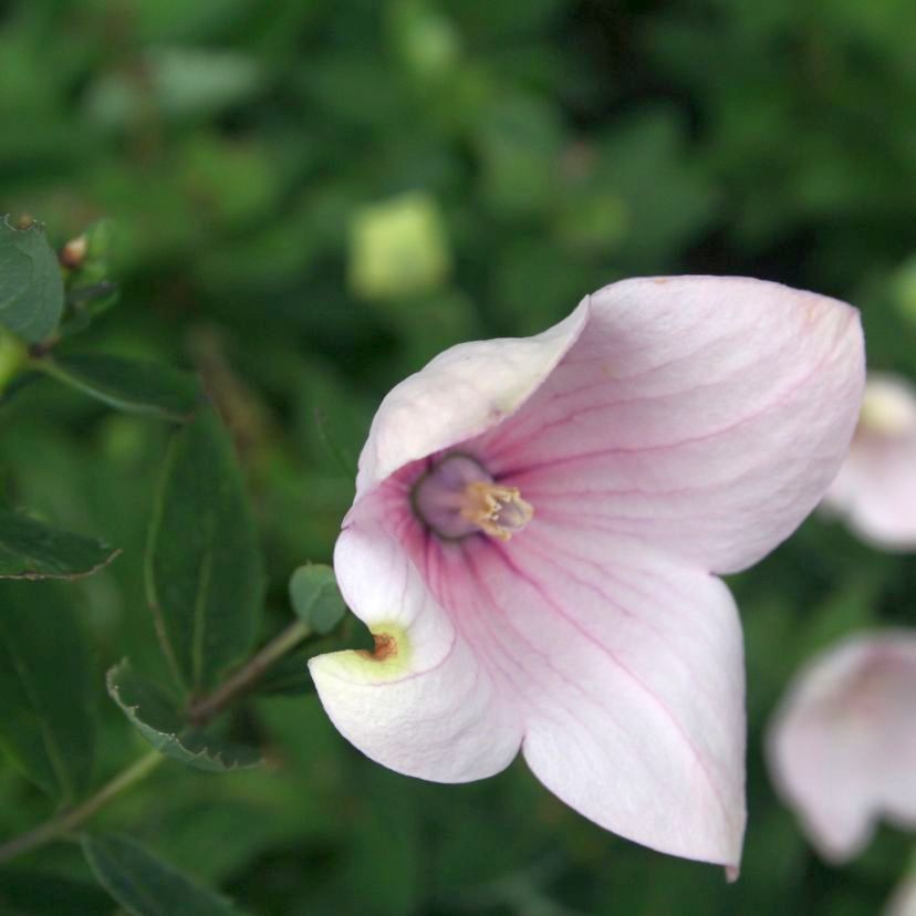 Platycodon grandiflorus 'Fuji Pink'