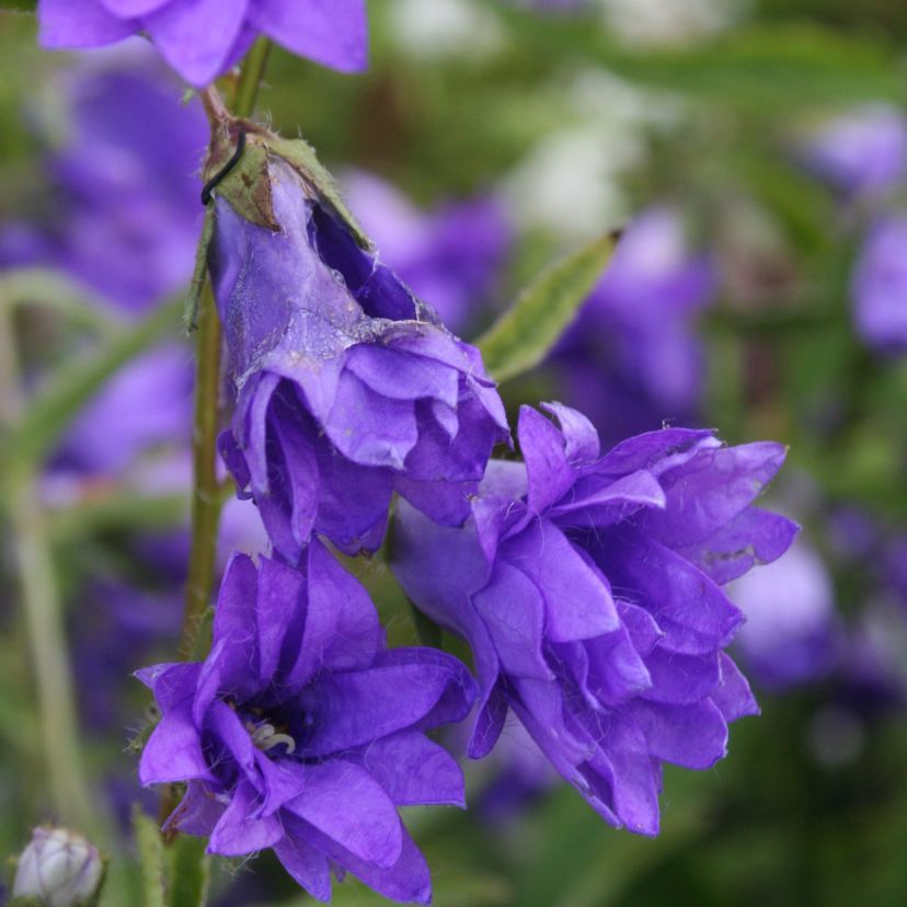STM - Campanula trachelium 'Bernice'