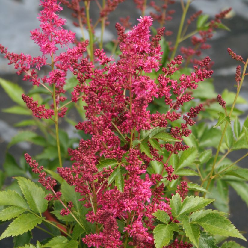 STM - Astilbe arend. 'Younique Ruby Red'