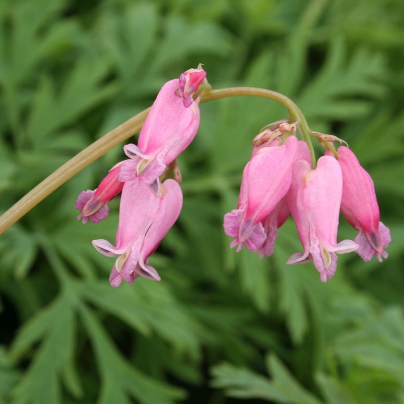 STM - Dicentra formosa 'Luxuriant'