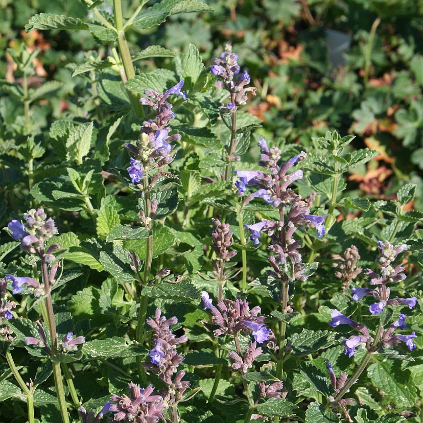 STM - Nepeta grandifl. 'Blue Danube'