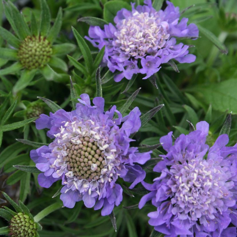 Scabiosa japonica var.alpina 'Ritz Blue'