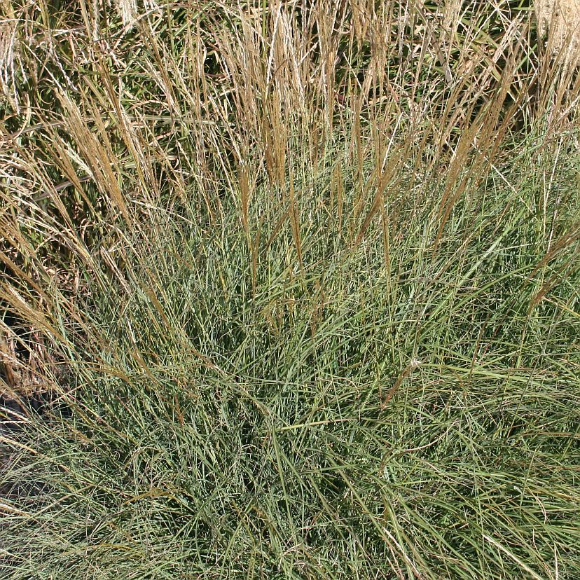 STM - Miscanthus sinensis 'Yakushima Dwarf'