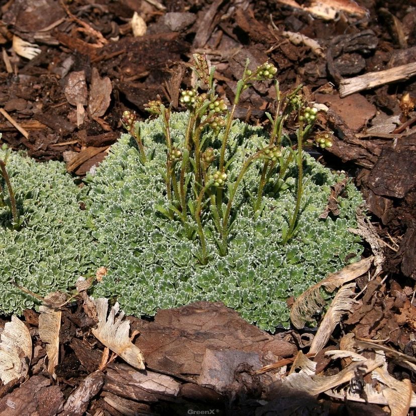 STM - Saxifraga paniculata 'Minutifolia'