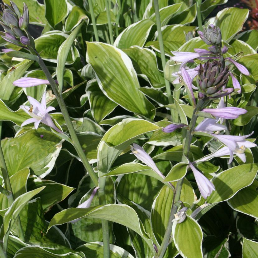 Hosta fortunei 'Francee'