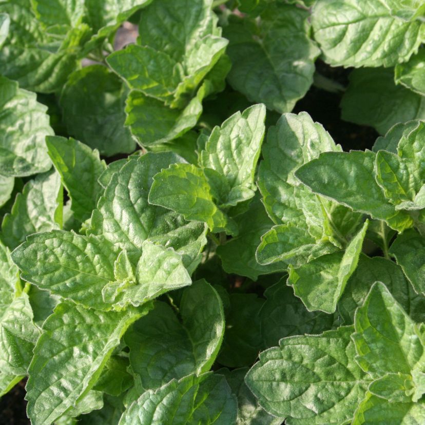 Mentha suaveolens 'Grapefruit Mint'