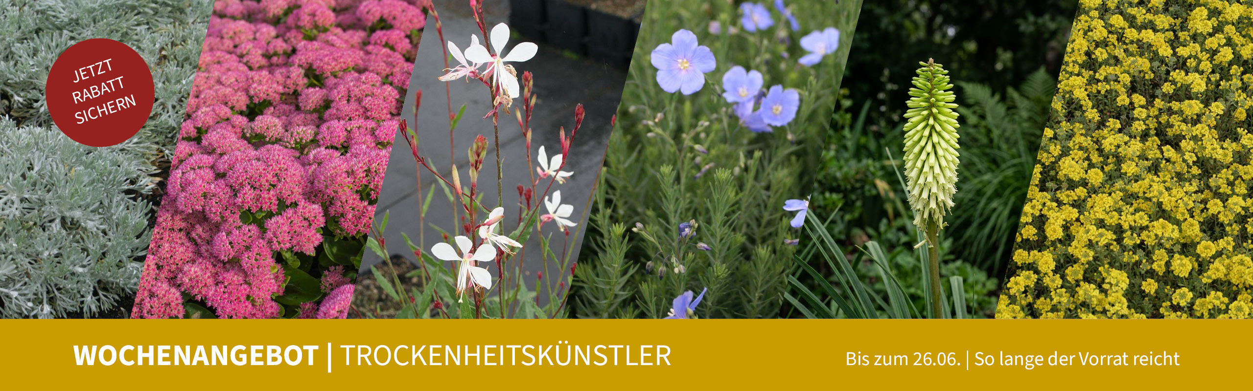 WOCHENANGEBOT | Trockenheitskünstler, bis zum 26.06., so lange der Vorrat reicht
