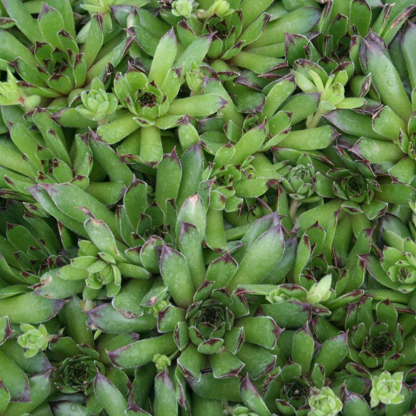 Sempervivum hybr. 'Mahagoni'