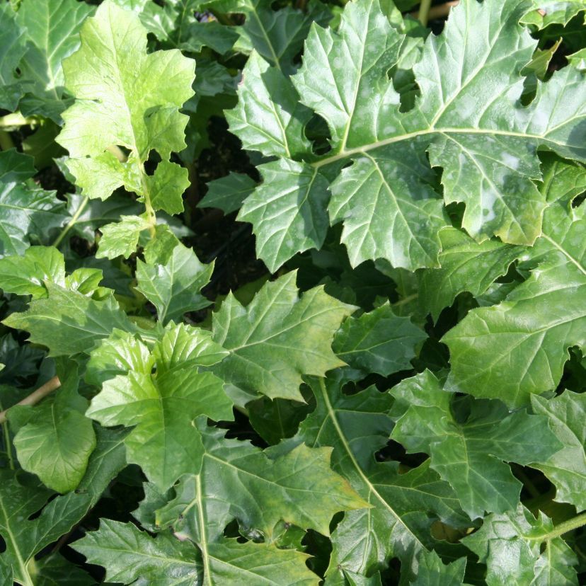 Acanthus mollis