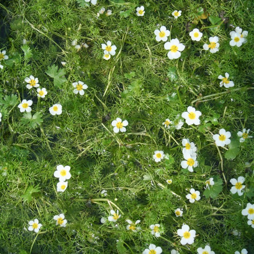 STM - Ranunculus aquatilis