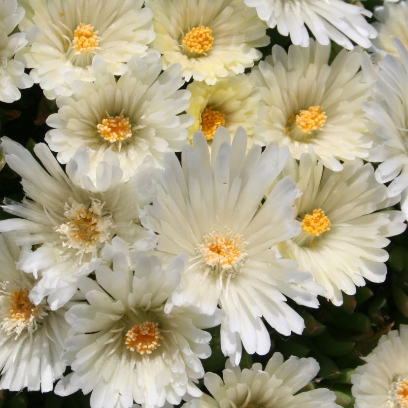 STM - Delosperma basuticum 'White Nugget'