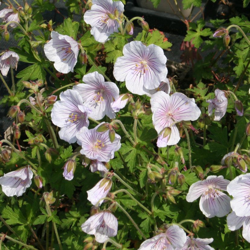 STM - Geranium himala. 'Derrick Cook'