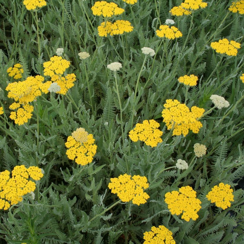 Achillea filip. 'Coronat. Gold'