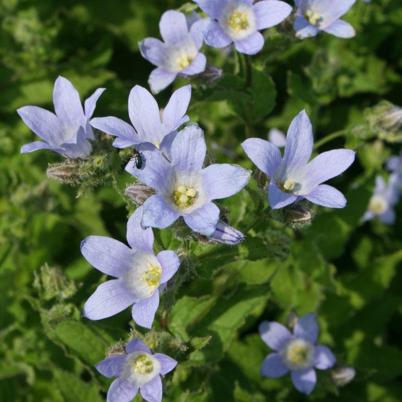 STM - Campanula lactifl. 'Prichard'