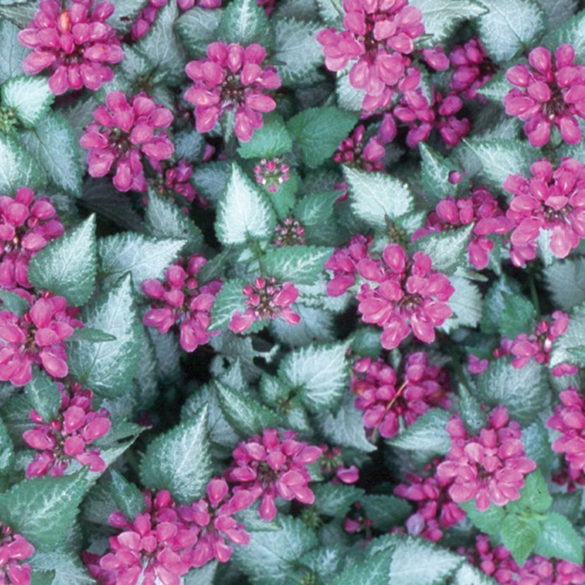 STM - Lamium maculatum 'Purple Dragon'