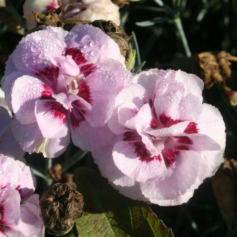 STM - Dianthus plum. 'Angel of Virtue'