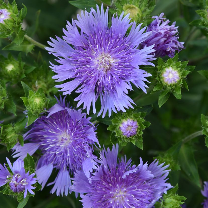STM - Stokesia laevis 'Mels Blue'
