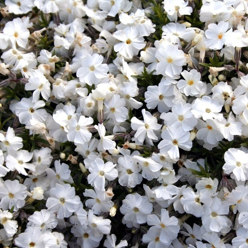 Phlox douglasii 'White Admiral'