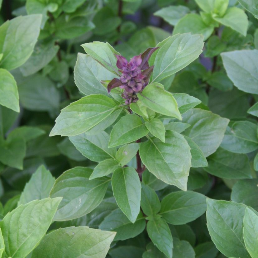 STM - Ocimum hybridum 'Tauris'