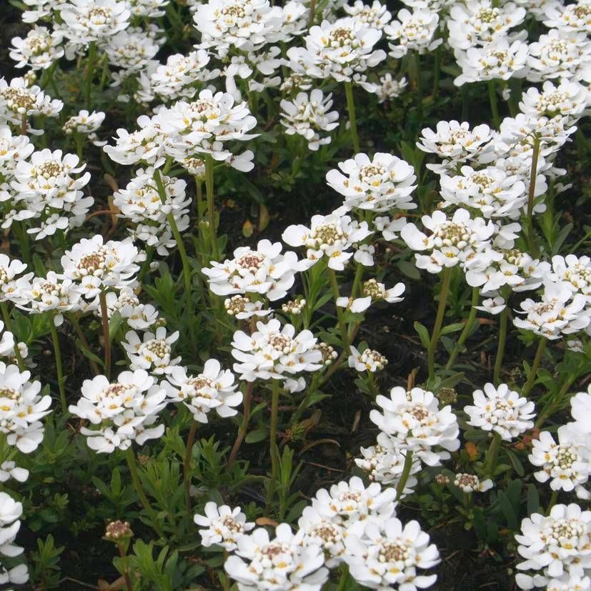 Iberis semp. 'Appen-Etz'