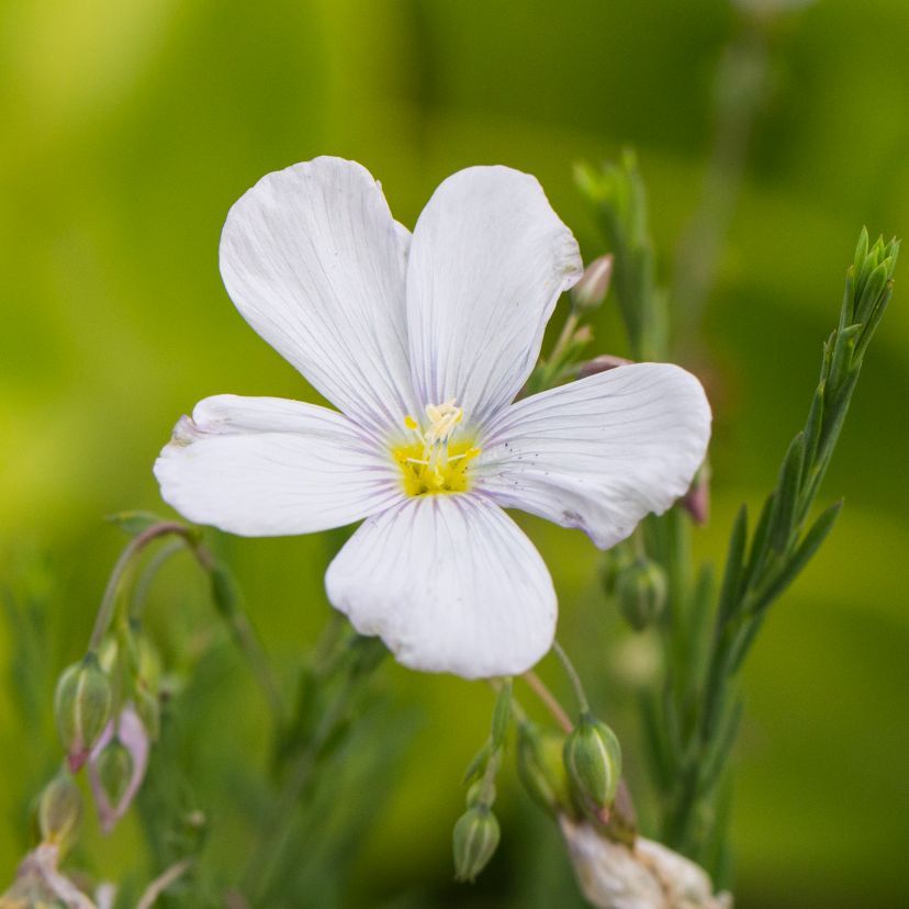 Linum perenne 'Album'