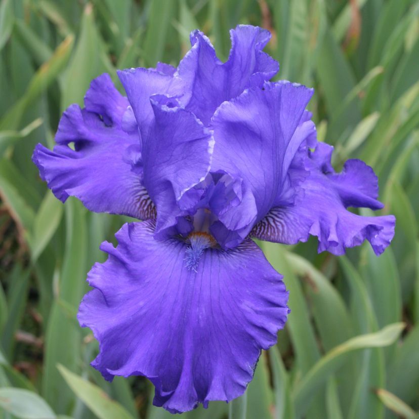 STM - Iris barb.- elat. 'Blenheim Royal'