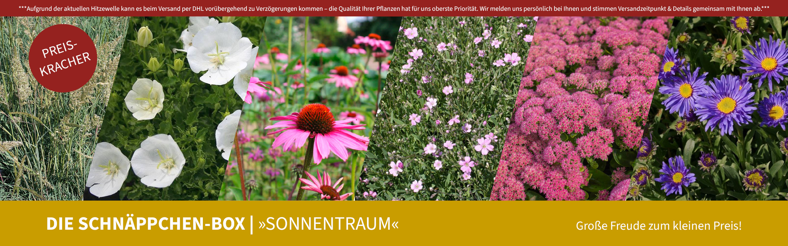 Die Schnäppchen-Box "Sonnentraum". Große Freude zm kleinen Preis!